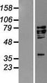 AIFM1 / AIF / PDCD8 Protein - Western validation with an anti-DDK antibody * L: Control HEK293 lysate R: Over-expression lysate
