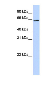 AIFM3 Antibody - AIFM3 antibody Western blot of HeLa lysate. This image was taken for the unconjugated form of this product. Other forms have not been tested.