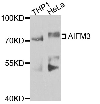 AIFM3 Antibody - Western blot analysis of extracts of various cells.
