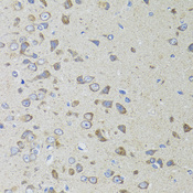 AIFM3 Antibody - Immunohistochemistry of paraffin-embedded rat brain tissue.