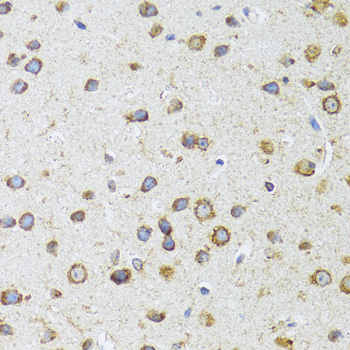 AIFM3 Antibody - Immunohistochemistry of paraffin-embedded mouse brain tissue.