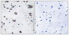 AIFM3 Antibody - Peptide - + Immunohistochemistry analysis of paraffin-embedded human brain tissue, using AIFM3 antibody.