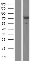 AIFM3 Protein - Western validation with an anti-DDK antibody * L: Control HEK293 lysate R: Over-expression lysate