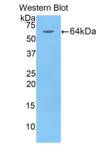 AIM / CD5L Antibody - Western blot of recombinant AIM / CD5L.  This image was taken for the unconjugated form of this product. Other forms have not been tested.