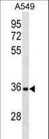 AIM / CD5L Antibody - CD5L Antibody western blot of A549 cell line lysates (35 ug/lane). The CD5L antibody detected the CD5L protein (arrow).