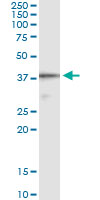 AIM / CD5L Antibody - Immunoprecipitation of CD5L transfected lysate using anti-CD5L monoclonal antibody and Protein A Magnetic Bead, and immunoblotted with CD5L rabbit polyclonal antibody.