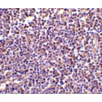 AIM / CD5L Antibody - Immunohistochemistry of AIM in human lymph node tissue with AIM antibody at 2 µg/mL.