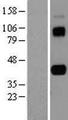 AIM / CD5L Protein - Western validation with an anti-DDK antibody * L: Control HEK293 lysate R: Over-expression lysate