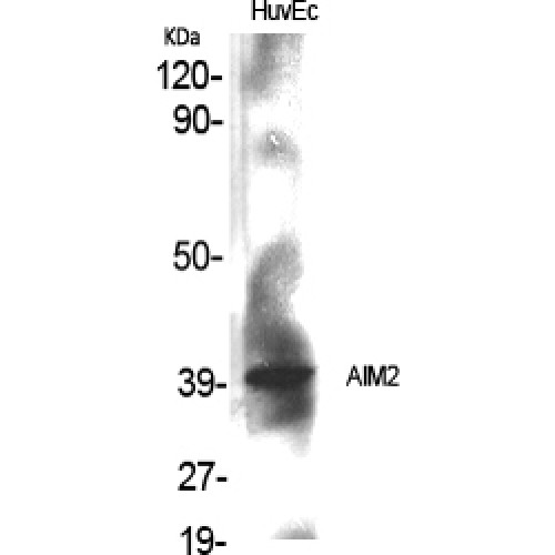 AIM2 Antibody - Western blot of AIM2 antibody
