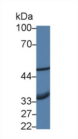 AIM2 Antibody - Western Blot; Sample: Human Hela cell lysate; Primary Ab: 1µg/ml Rabbit Anti-Human AIM2 Antibody Second Ab: 0.2µg/mL HRP-Linked Caprine Anti-Rabbit IgG Polyclonal Antibody