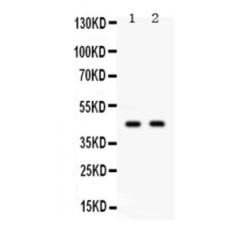 AIM2 Antibody - AIM2 antibody Western blot. All lanes: Anti AIM2 at 0.5 ug/ml. Lane 1: HELA Whole Cell Lysate at 40 ug. Lane 2: SW620 Whole Cell Lysate at 40 ug. Predicted band size: 45 kD. Observed band size: 45 kD.