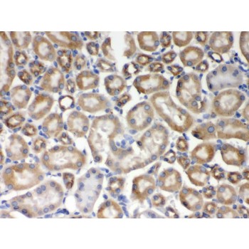 AIM2 Antibody - AIM2 antibody IHC-paraffin. IHC(P): Mouse Kidney Tissue.