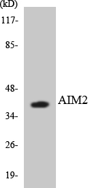 AIM2 Antibody - Western blot analysis of the lysates from HeLa cells using AIM2 antibody.
