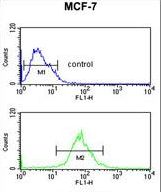 AIM2 Antibody - AIM2 Antibody flow cytometry of MCF-7 cells (bottom histogram) compared to a negative control cell (top histogram). FITC-conjugated goat-anti-rabbit secondary antibodies were used for the analysis.