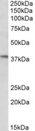 AIM2 Antibody - Goat Anti-AIM2 Antibody (0.3µg/ml) staining of Daudi lysate (35µg protein in RIPA buffer). Primary incubation was 1 hour. Detected by chemiluminescencence.