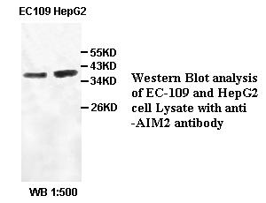 AIM2 Antibody