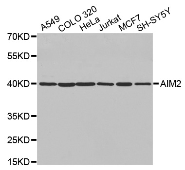 AIM2 Antibody - Western blot analysis of extracts of various cell lines.