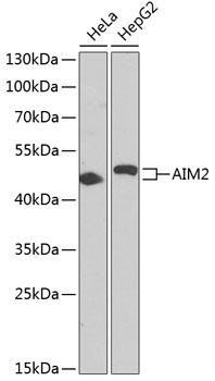AIM2 Antibody - Western blot analysis of extracts of various cell lines using AIM2 Polyclonal Antibody at dilution of 1:1000.