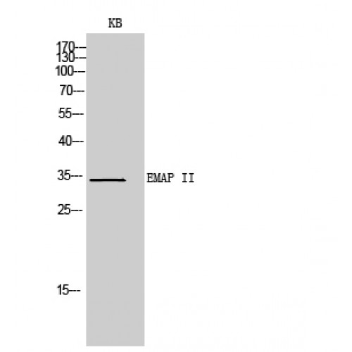 AIMP1 / EMAP II Antibody - Western blot of EMAP II antibody