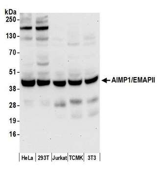 AIMP1 / EMAP II Antibody - Detection of human and mouse AIMP1/EMAPII by western blot. Samples: Whole cell lysate (50 µg) from HeLa, HEK293T, Jurkat, mouse TCMK-1, and mouse NIH 3T3 cells prepared using NETN lysis buffer. Antibody: Affinity purified rabbit anti-AIMP1/EMAPII antibody used for WB at 0.1 µg/ml. Detection: Chemiluminescence with an exposure time of 30 seconds.