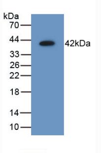 AIMP1 / EMAP II Antibody - Western Blot; Sample: Recombinant AIMP1, Mouse.