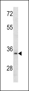 AIMP1 / EMAP II Antibody - Western blot of MCA1 antibody in 293 cell line lysates (35 ug/lane). MCA1 (arrow) was detected using the purified antibody.