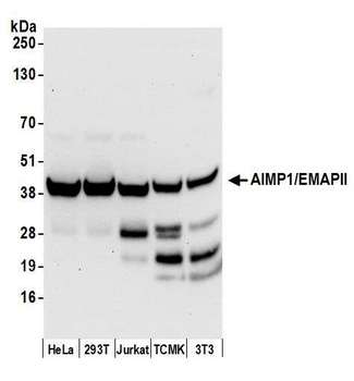 AIMP1 / EMAP II Antibody - Detection of human and mouse AIMP1/EMAPII by western blot. Samples: Whole cell lysate (50 µg) from HeLa, HEK293T, Jurkat, mouse TCMK-1, and mouse NIH 3T3 cells prepared using NETN lysis buffer. Antibody: Affinity purified rabbit anti-AIMP1/EMAPII antibody used for WB at 0.1 µg/ml. Detection: Chemiluminescence with an exposure time of 30 seconds.