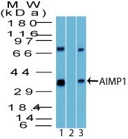 AIMP1 / EMAP II Antibody - Western Blot: AIMP1 Antibody - Analysis of AIMP1 using AIMP1 antibody. Human HCT116 cell lysate in the 1) absence and 2) presence of immunizing peptide and 3) mouse RAW cell lysate probed with 2 ug/ml of AIMP1 antibody. Goat anti-rabbit Ig HRP secondary antibody and PicoTect ECL substrate solution were used for this test.