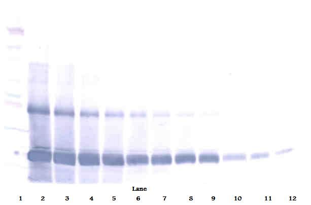 AIMP1 / EMAP II Antibody - Western Blot (reducing) of EMAP II / p43 antibody. This image was taken for the unconjugated form of this product. Other forms have not been tested.