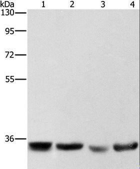 AIMP1 / EMAP II Antibody - Western blot analysis of HeLa, hepG2, A549 and 293T cell, using AIMP1 Polyclonal Antibody at dilution of 1:400.
