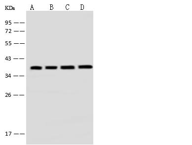 AIMP1 / EMAP II Antibody - Anti-SCYE1 rabbit polyclonal antibody at 1:500 dilution. Lane A: H1299 Whole Cell Lysate. Lane B: HepG2 Whole Cell Lysate. Lane C: HEK293 Whole Cell Lysate. Lane D: Jurkat Whole Cell Lysate. Lysates/proteins at 30 ug per lane. Secondary: Goat Anti-Rabbit IgG (H+L)/HRP at 1/10000 dilution. Developed using the ECL technique. Performed under reducing conditions. Predicted band size: 34 kDa. Observed band size: 38 kDa.