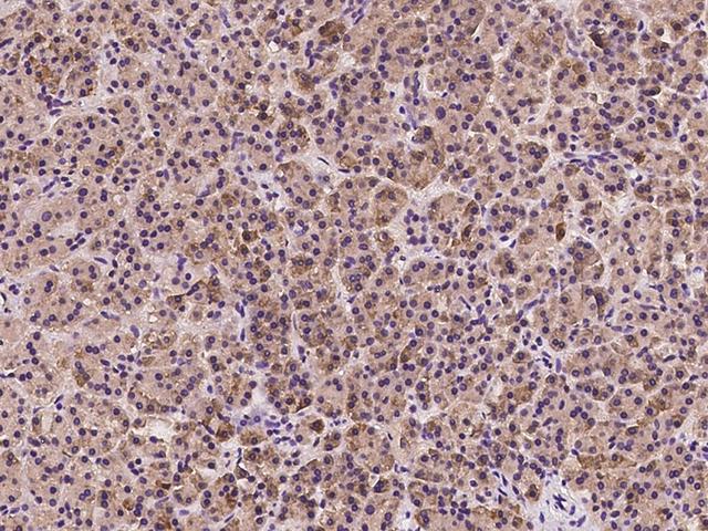 AIMP1 / EMAP II Antibody - Immunochemical staining of human SCYE1 in human pancreas with rabbit polyclonal antibody at 1:5000 dilution, formalin-fixed paraffin embedded sections.
