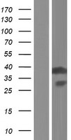 AIMP1 / EMAP II Protein - Western validation with an anti-DDK antibody * L: Control HEK293 lysate R: Over-expression lysate