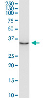 AIMP2 Antibody - JTV1 monoclonal antibody (M02), clone 8E7. Western Blot analysis of JTV1 expression in K-562.