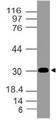 AIMP2 Antibody - Fig-1: Western blot analysis of AIMP2. Anti-AIMP2 antibody was used at 2 µg/ml on h Lung lysate.