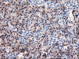 AIPL1 Antibody - IHC of paraffin-embedded Human pancreas tissue using anti-AIPL1 mouse monoclonal antibody.