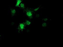 AIPL1 Antibody - Anti-AIPL1 mouse monoclonal antibody immunofluorescent staining of COS7 cells transiently transfected by pCMV6-ENTRY AIPL1.