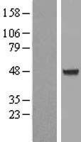 AIPL1 Protein - Western validation with an anti-DDK antibody * L: Control HEK293 lysate R: Over-expression lysate