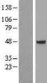 AIPL1 Protein - Western validation with an anti-DDK antibody * L: Control HEK293 lysate R: Over-expression lysate