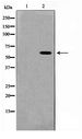 AIRE Antibody - Western blot of HeLa cell lysate using AIRE Antibody