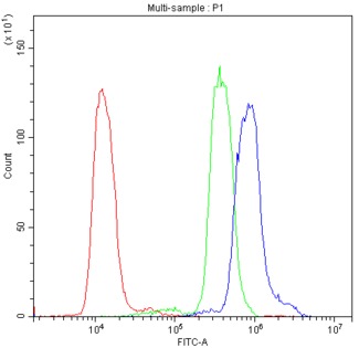 AIRE Antibody - Flow Cytometry analysis of HL-60 cells using anti-AIRE antibody. Overlay histogram showing HL-60 cells stained with anti-AIRE antibody. (Blue line). The cells were blocked with 10% normal goat serum. And then incubated with rabbit anti-AIRE Antibody (1µg/10E6 cells) for 30 min at 20°C. DyLight®488 conjugated goat anti-rabbit IgG (5-10µg/10E6 cells) was used as secondary antibody for 30 minutes at 20°C. Isotype control antibody (Green line) was rabbit IgG (1µg/10E6 cells) used under the same conditions. Unlabelled sample (Red line) was also used as a control.
