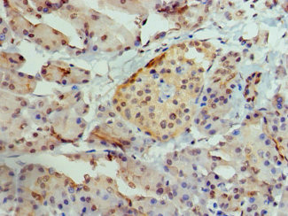 AIRE Antibody - Paraffin-embedding Immunohistochemistry using human pancreatic tissue at dilution 1:100