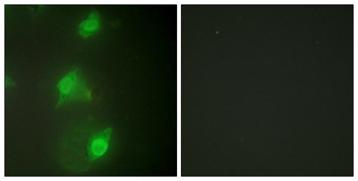 AIRE Antibody - Peptide - + Immunofluorescence analysis of HeLa cells, using AIRE antibody.