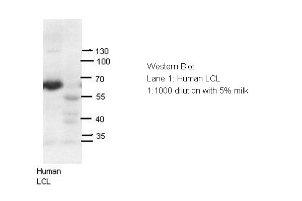 AIRE Antibody -  This image was taken for the unconjugated form of this product. Other forms have not been tested.