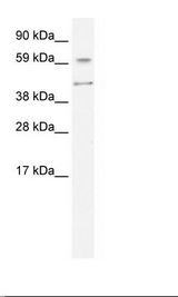 AIRE Antibody - Human Liver Lysate.  This image was taken for the unconjugated form of this product. Other forms have not been tested.