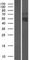 AIRE Protein - Western validation with an anti-DDK antibody * L: Control HEK293 lysate R: Over-expression lysate