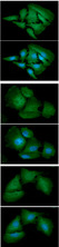 AK1 / Adenylate Kinase 1 Antibody - ICC/IF analysis of AK1 in HeLa cell line, stained with DAPI (Blue) for nucleus staining and monoclonal anti-human AK1 antibody (1:100) with goat anti-mouse IgG-Alexa fluor 488 conjugate (Green).ICC/IF analysis of AK1 in Hep3B cell line, stained with DAPI (Blue) for nucleus staining and monoclonal anti-human AK1 antibody (1:100) with goat anti-mouse IgG-Alexa fluor 488 conjugate (Green).ICC/IF analysis of AK1 in A549 cell line, stained with DAPI (Blue) for nucleus staining and monoclonal anti-human AK1 antibody (1:100) with goat anti-mouse IgG-Alexa fluor 488 conjugate (Green).