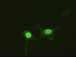 AK1 / Adenylate Kinase 1 Antibody - Anti-AK1 mouse monoclonal antibody  immunofluorescent staining of Hela cells transiently transfected by pCMV6-ENTRY AK1.