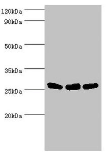AK2 / Adenylate Kinase 2 Antibody - Western blot All lanes: Adenylate kinase 2, mitochondrial antibody at 5µg/ml Lane 1: Hela whole cell lysate Lane 2: Mouse kidney tissue Lane 3: Mouse small intestine tissue Secondary Goat polyclonal to rabbit IgG at 1/10000 dilution Predicted band size: 27, 26, 23, 15, 25, 22 kDa Observed band size: 27 kDa