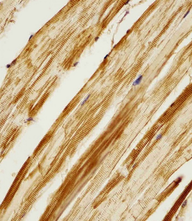 AK2 / Adenylate Kinase 2 Antibody - Antibody staining Zebrafish ak2 in zebra fish body tissue sections by Immunohistochemistry (IHC-P - paraformaldehyde-fixed, paraffin-embedded sections). Tissue was fixed with formaldehyde and blocked with 3% BSA for 0. 5 hour at room temperature; antigen retrieval was by heat mediation with a citrate buffer (pH 6). Samples were incubated with primary antibody (1/25) for 1 hours at 37°C. A undiluted biotinylated goat polyvalent antibody was used as the secondary antibody.